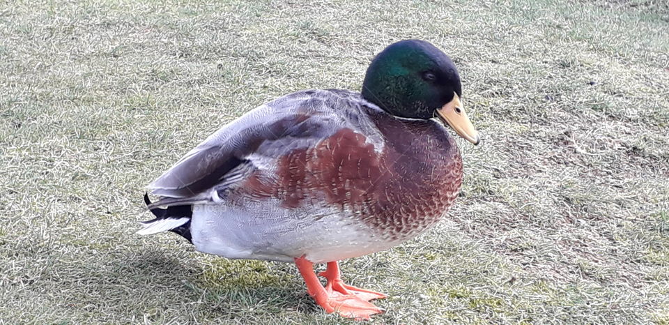 Duck