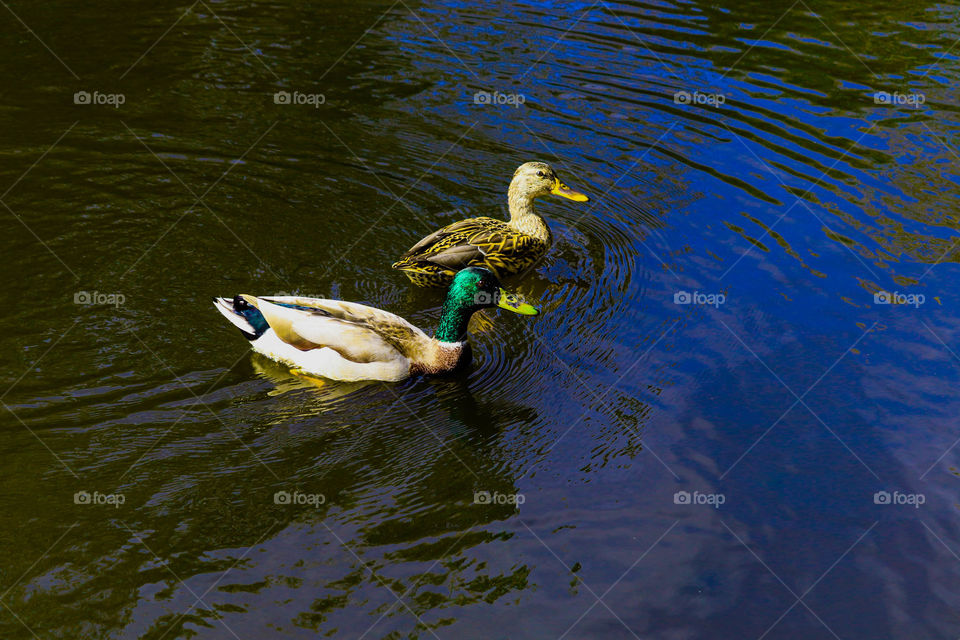 two ducks swimming in a pond
