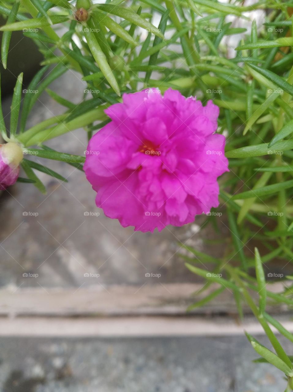 pink flower seasonal fresh shurb small size looks very beautiful generally found everywhere