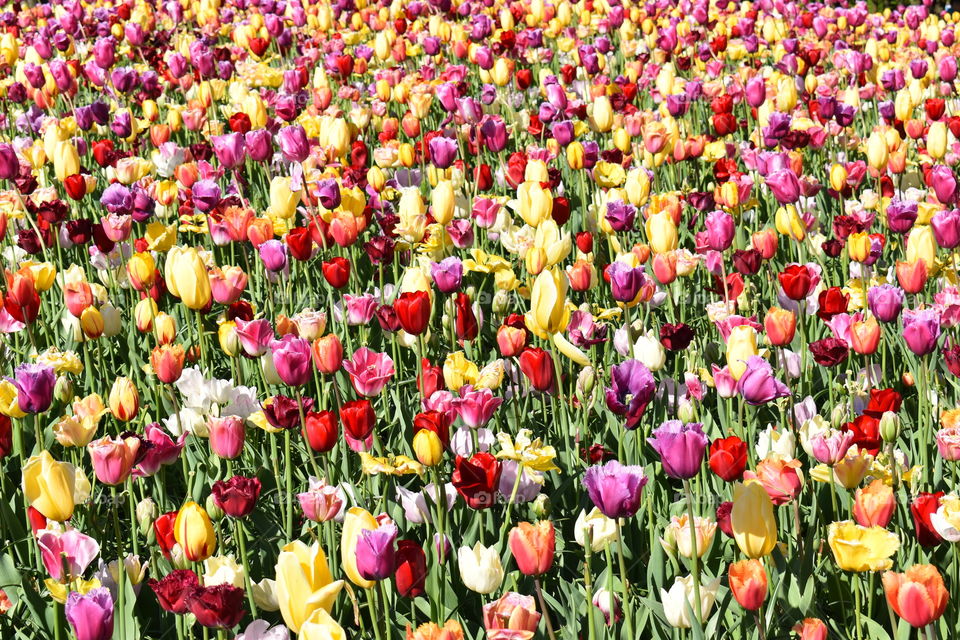 Tulip Garden in the Keukenhof.