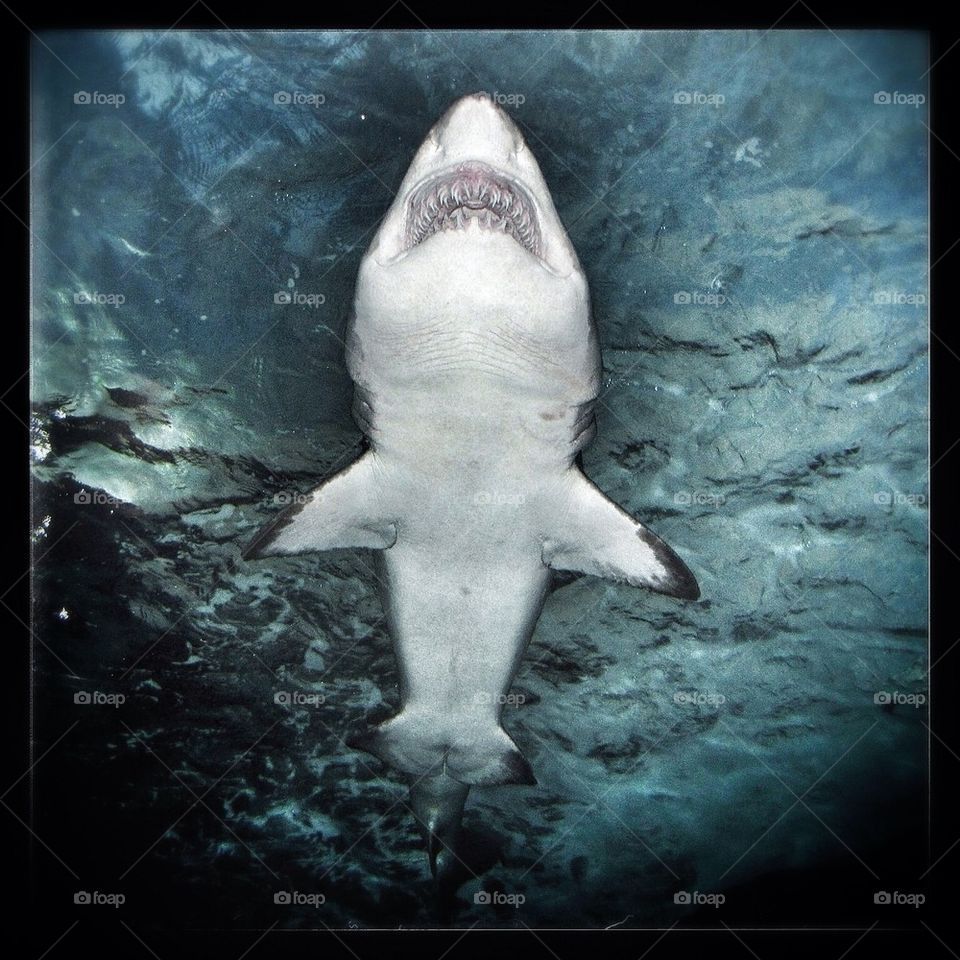 Shark Smile