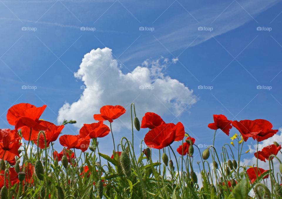 Poppies