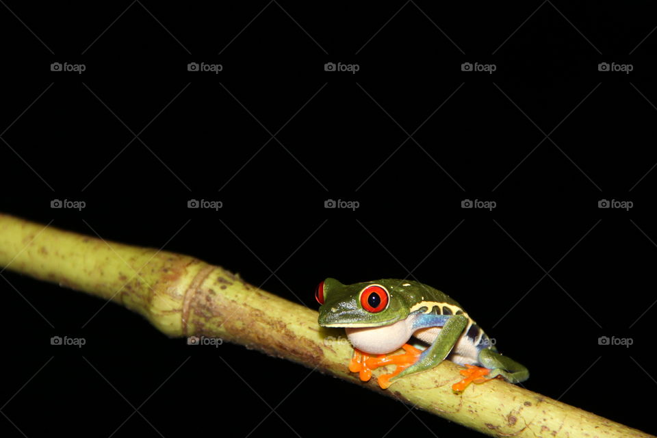 Red Eyed Tree frog. While on a mission trip in Costa Rica spotted this guy in the rainforest. 