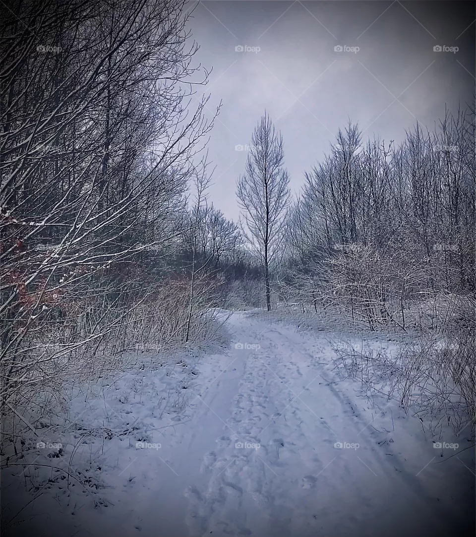 Walk in winter