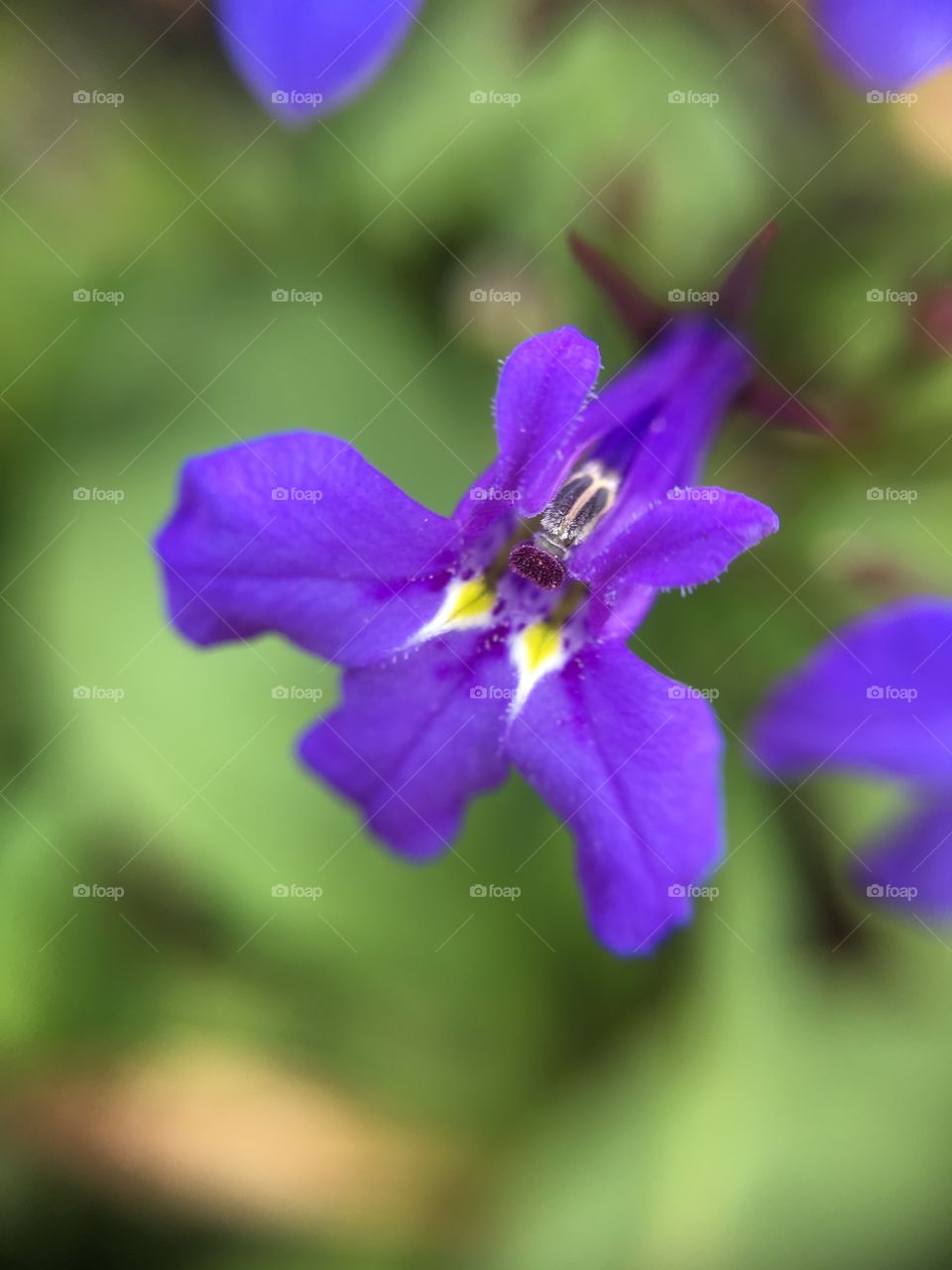 Purple flower closeup