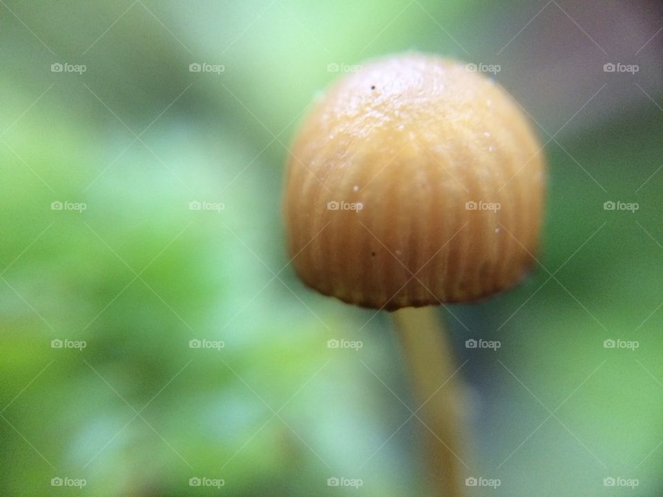 Mushroom 