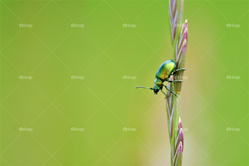 macro picture from a beautiful insect with glossy green and gold shield on a pink and green plant with green background