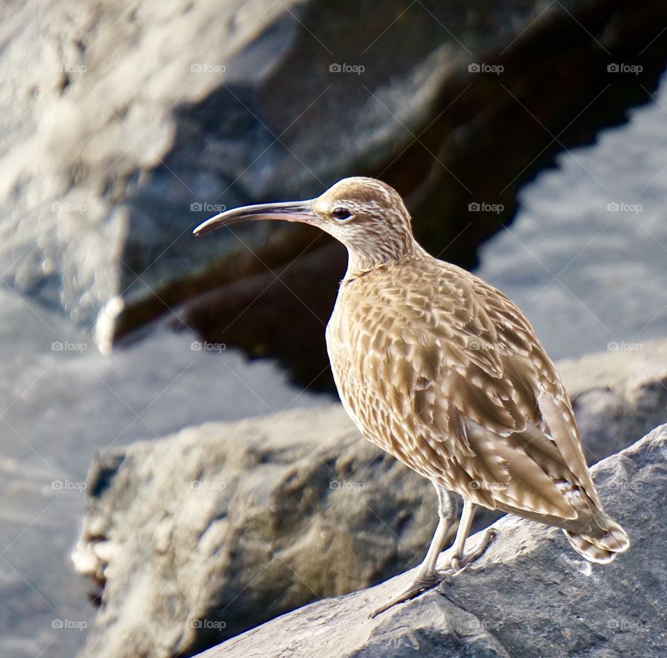 Close-up of a curlew