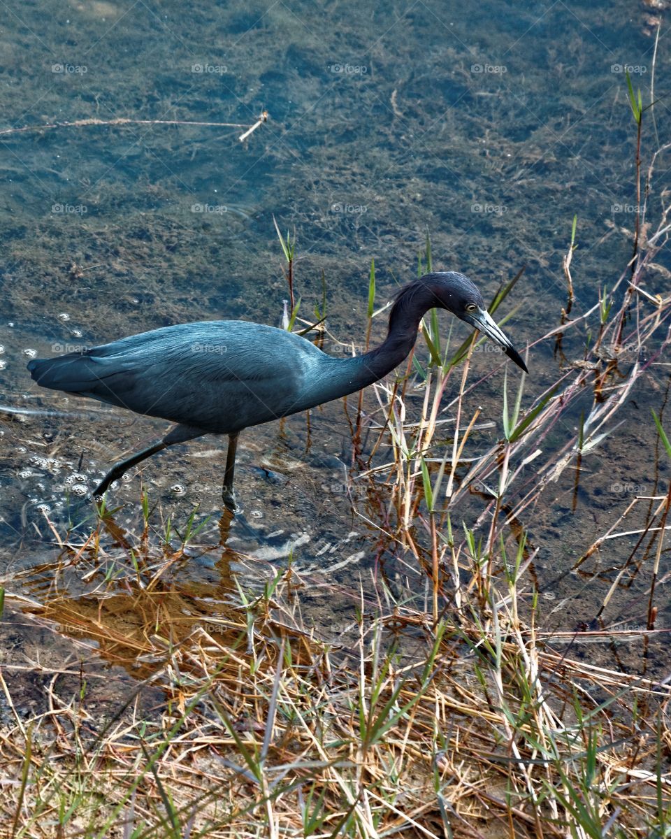 Little Blue Heron Hunting. A Little Blue Heron hunting at the edge of a pond. 