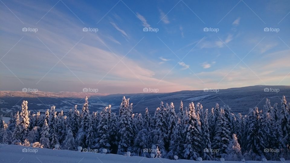 View of frozen trees against sky
