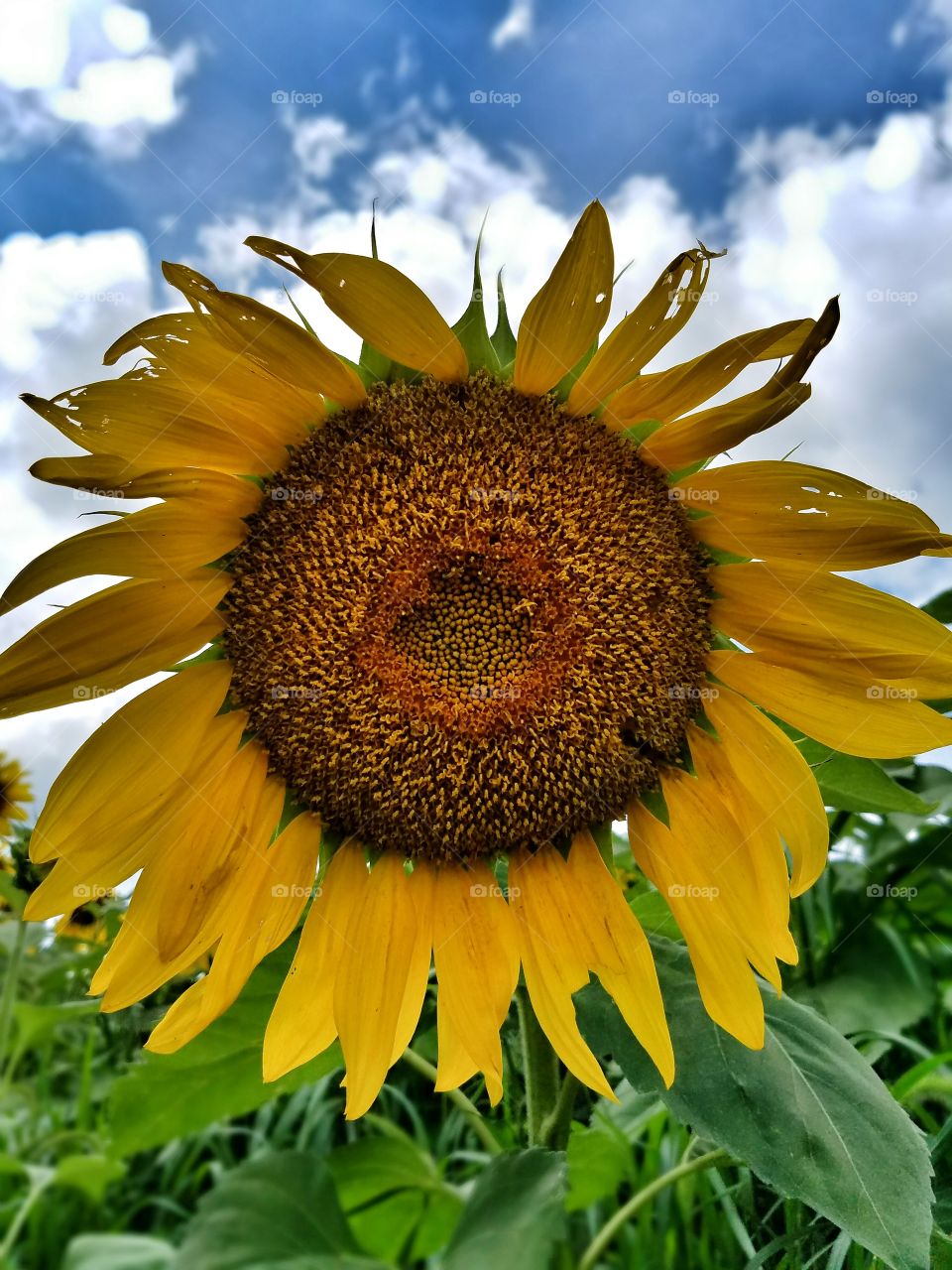 Close-up of sunflower