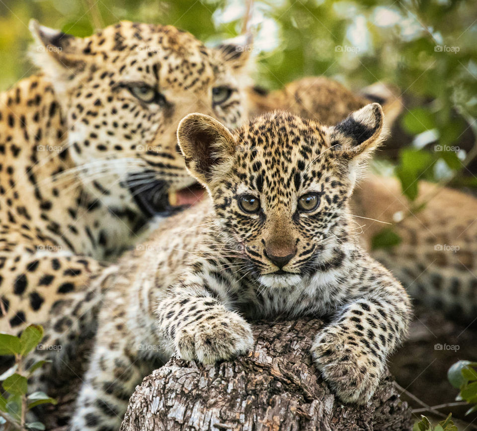 Sabi Sands,South Africa