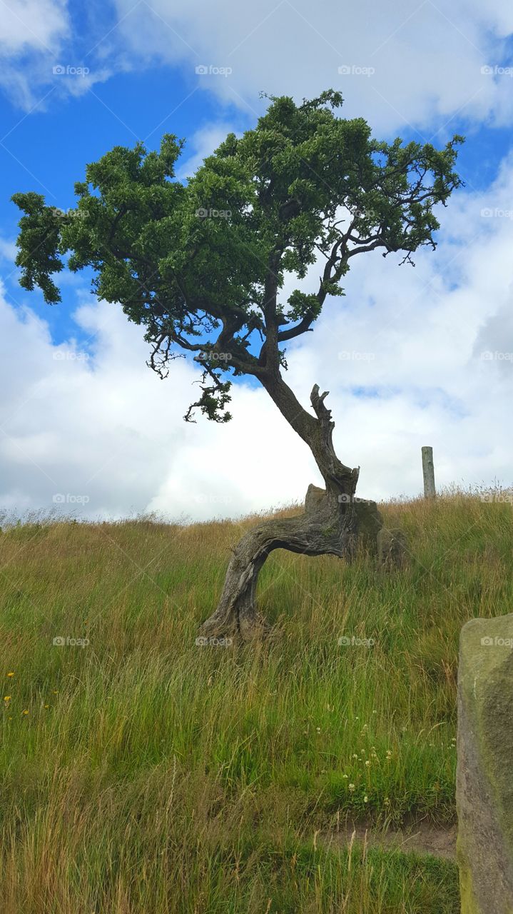 old bent tree