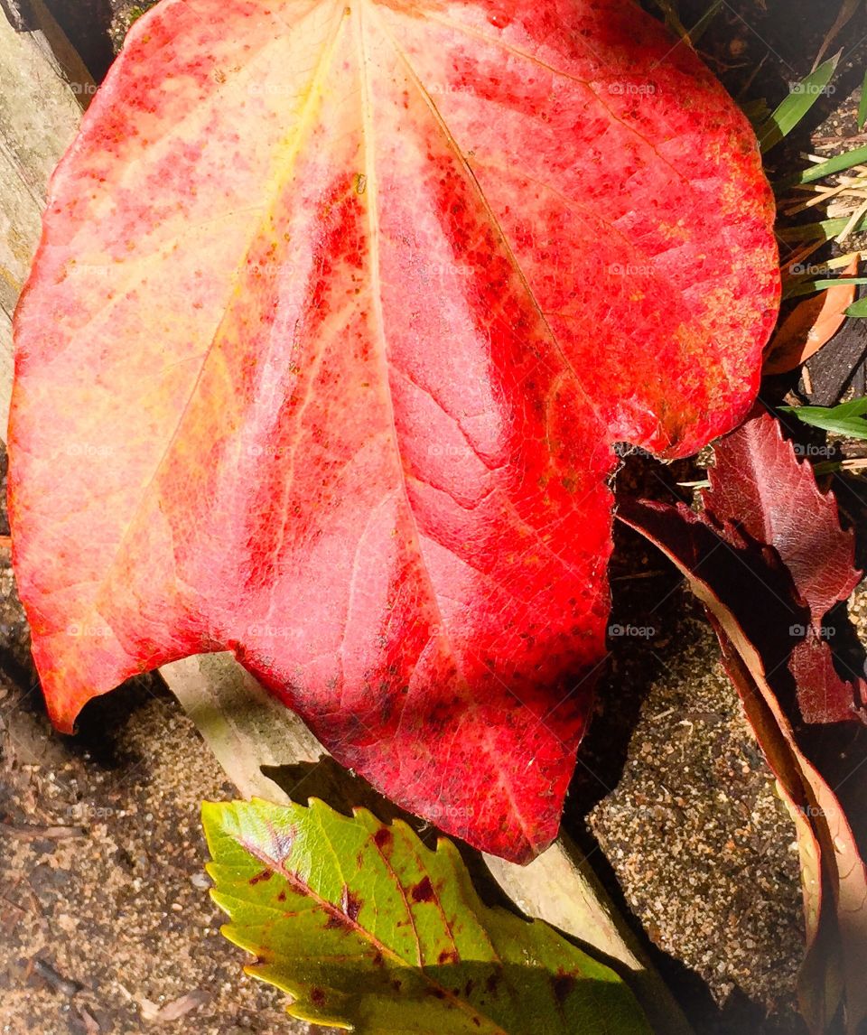 Falling leaf