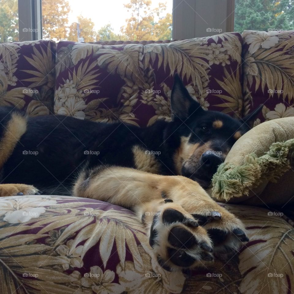 Freddy Sunroom. Freddy relaxing in the sunroom...