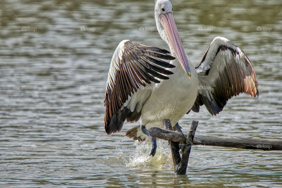 Australian Pelican