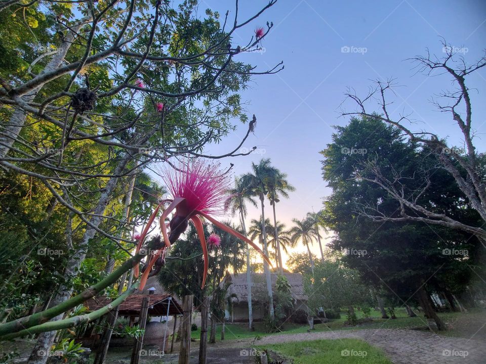 Pink flower and palmtrees