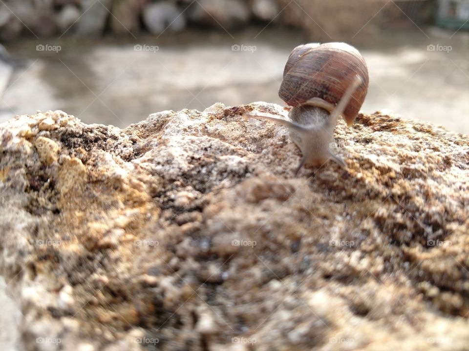 snail, rocks