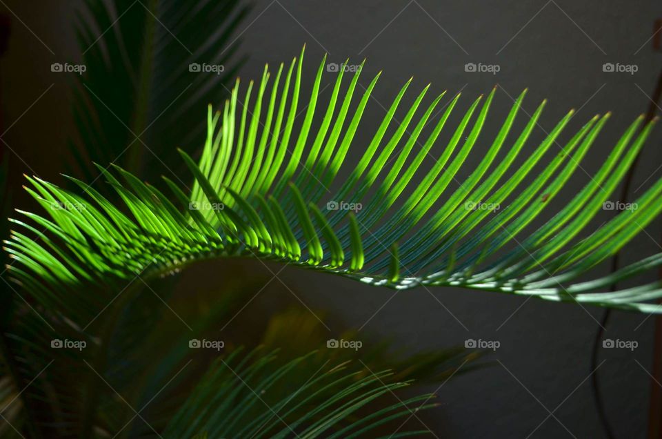 Macro photo bright green Sago Palm with shadows