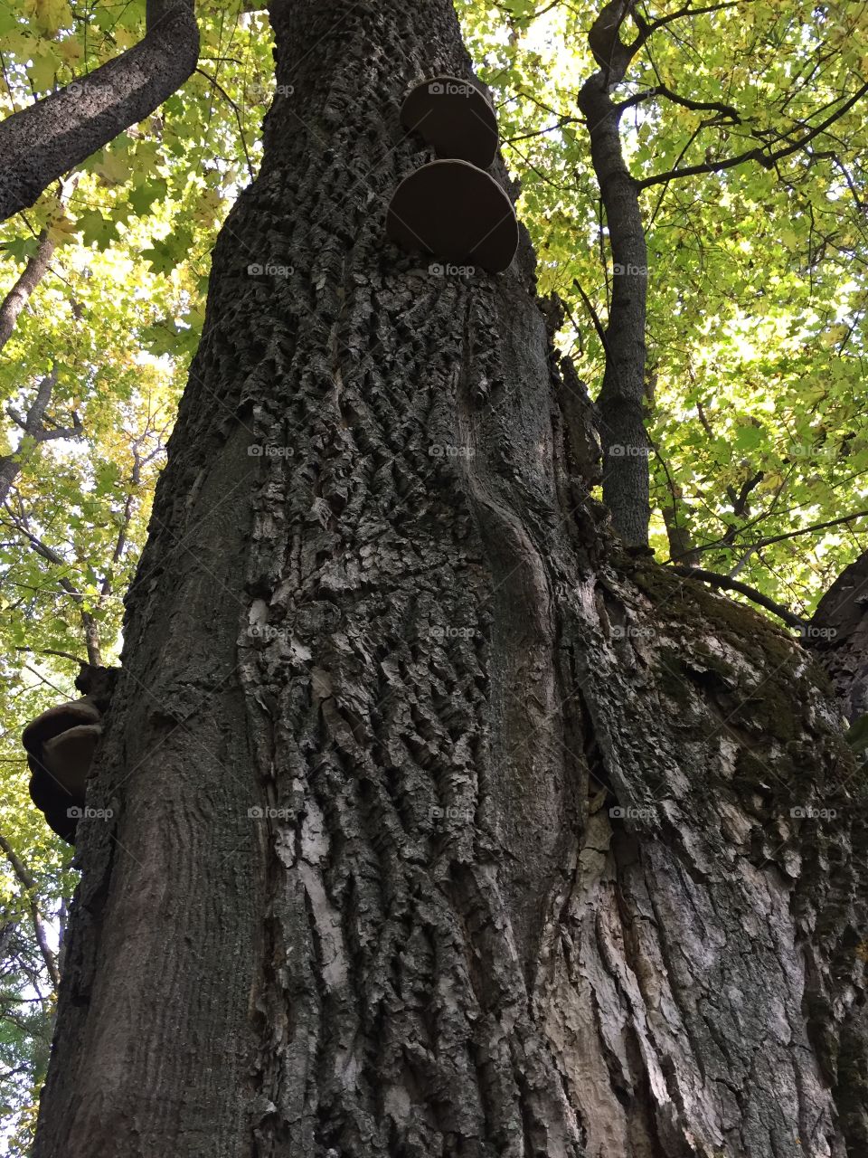 Big old tree in the forest 