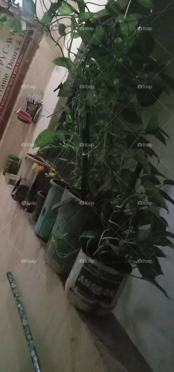 plant pots 🪴 in wall night view in my home