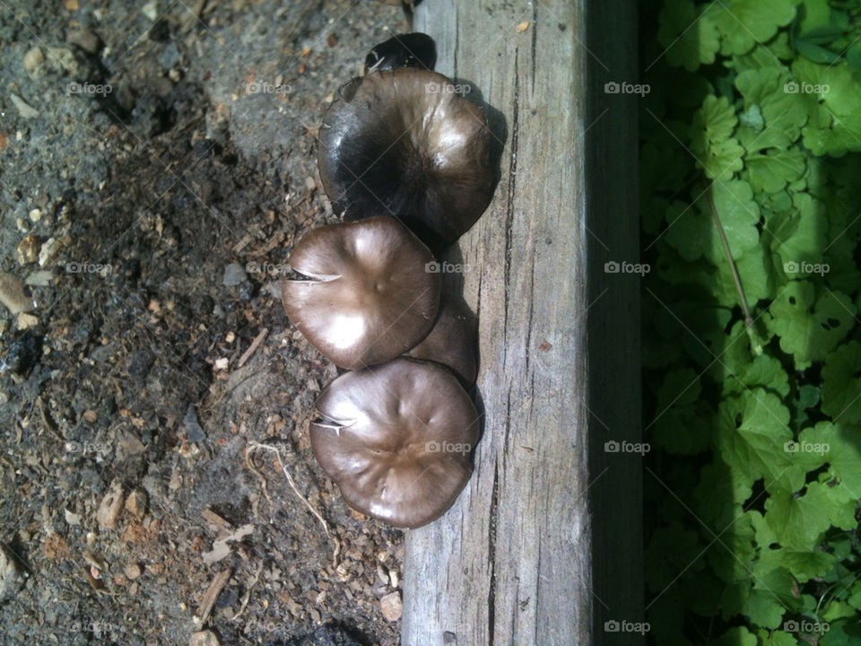 garden organic mushroom metallic by hurleyg1
