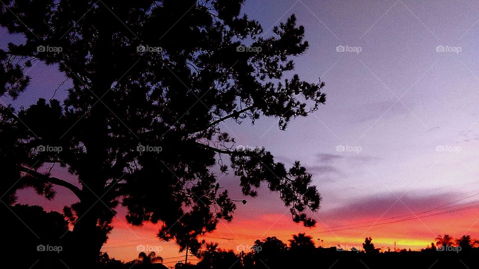 Sunset Silhouette - a neighborhood pine creates a dramatic silhouette against a colourful sunset sky