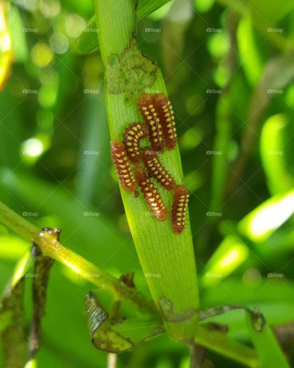 atala caterpillars on coontie