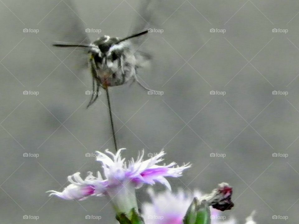 hummingbird moth in flight