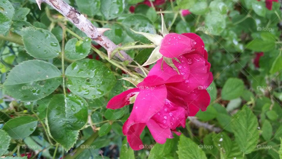 rain drops on roses
