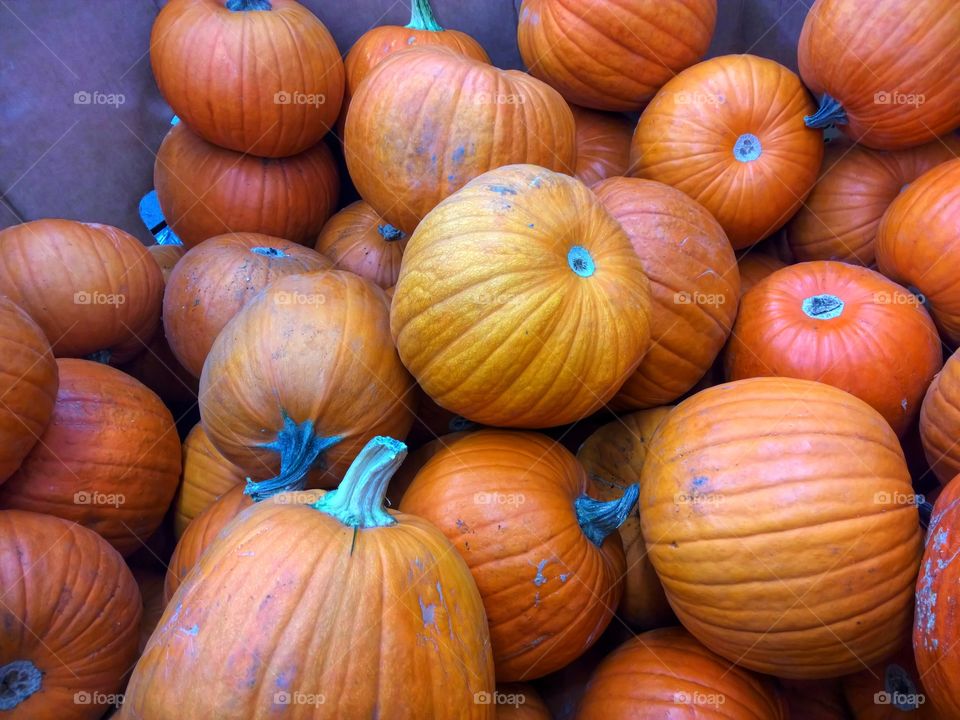 Pumpkins for sale.