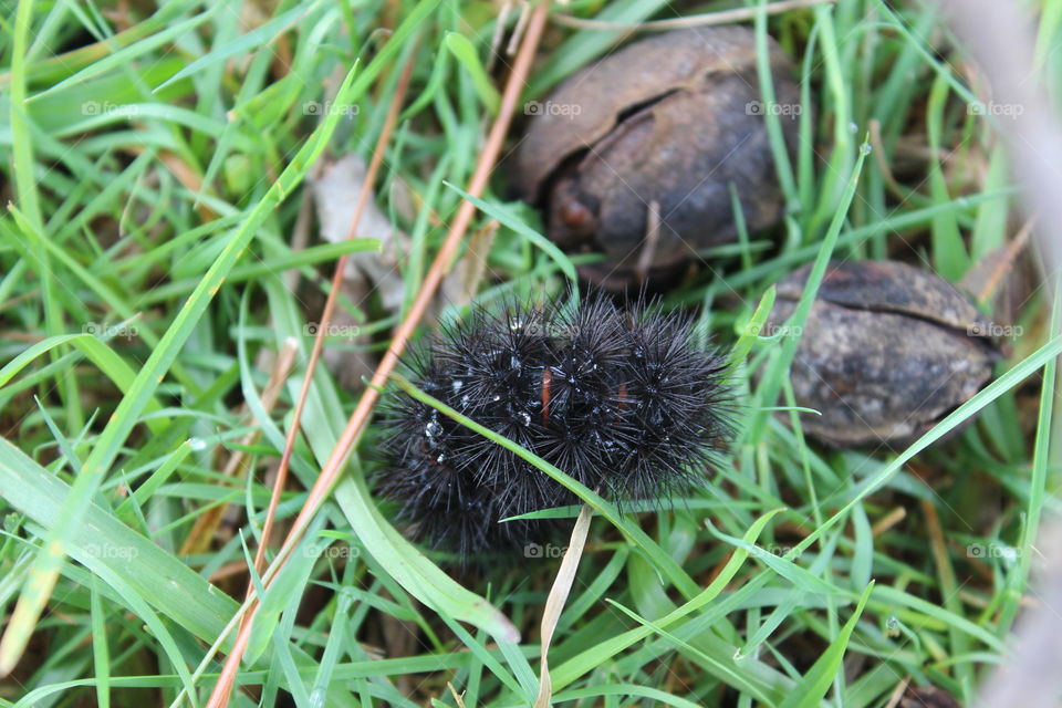 black and red furry caterpillar
