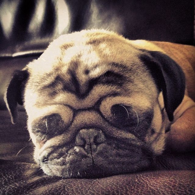 dog