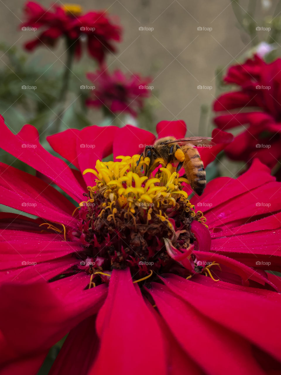 Bee with flowers.