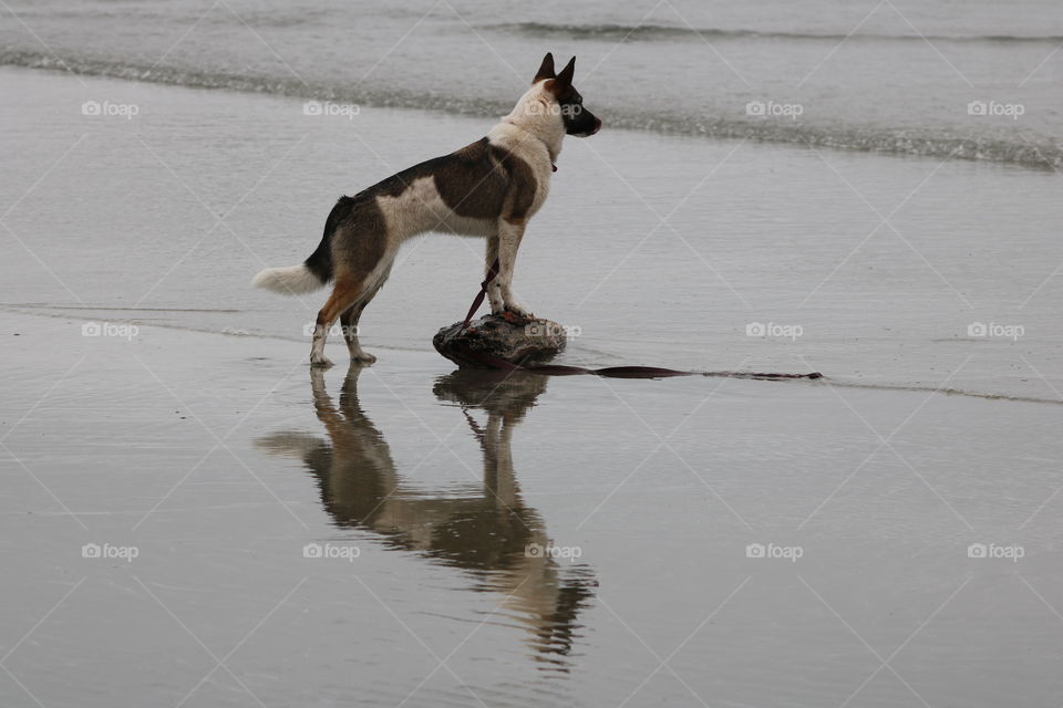 Dog on the beach 