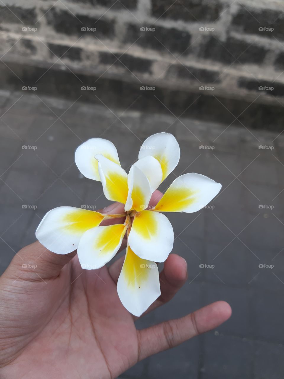 A plumeria acutifolia hold in a hand. This flower can be used as a decorative flower and a means of praying for balinese.