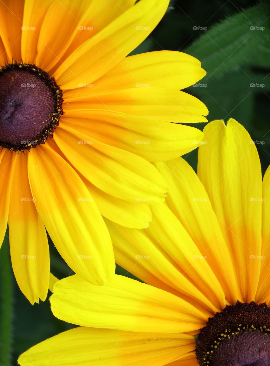 Close up of two beautiful yellow-orange coneflowers.