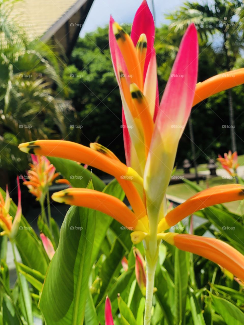 Strelitzia 