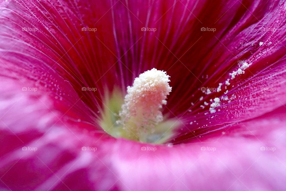 Pink Hollyhock. Pink Hollyhock macro shot with stamen