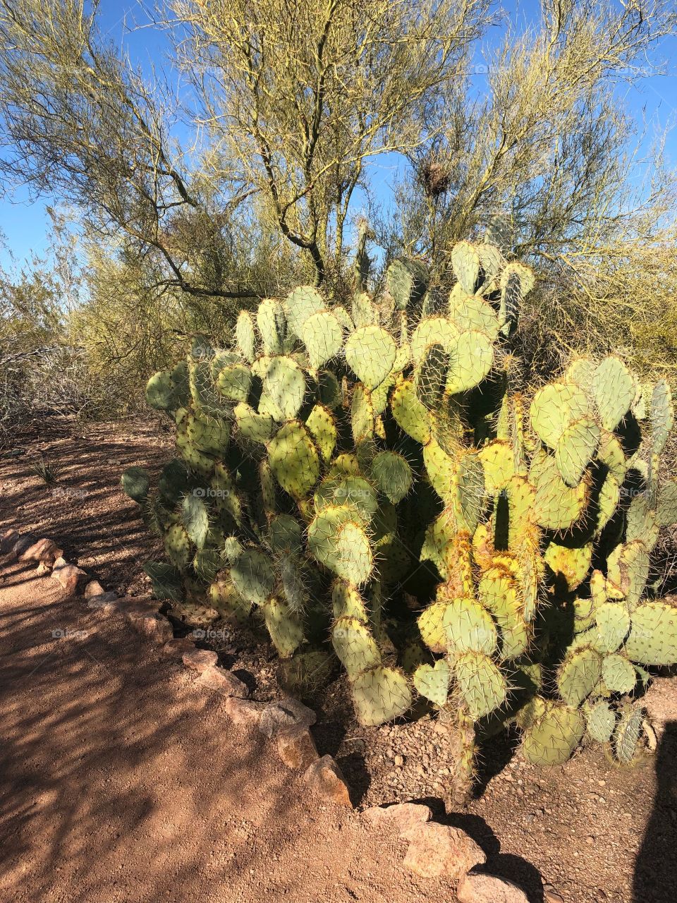 Desert cacti