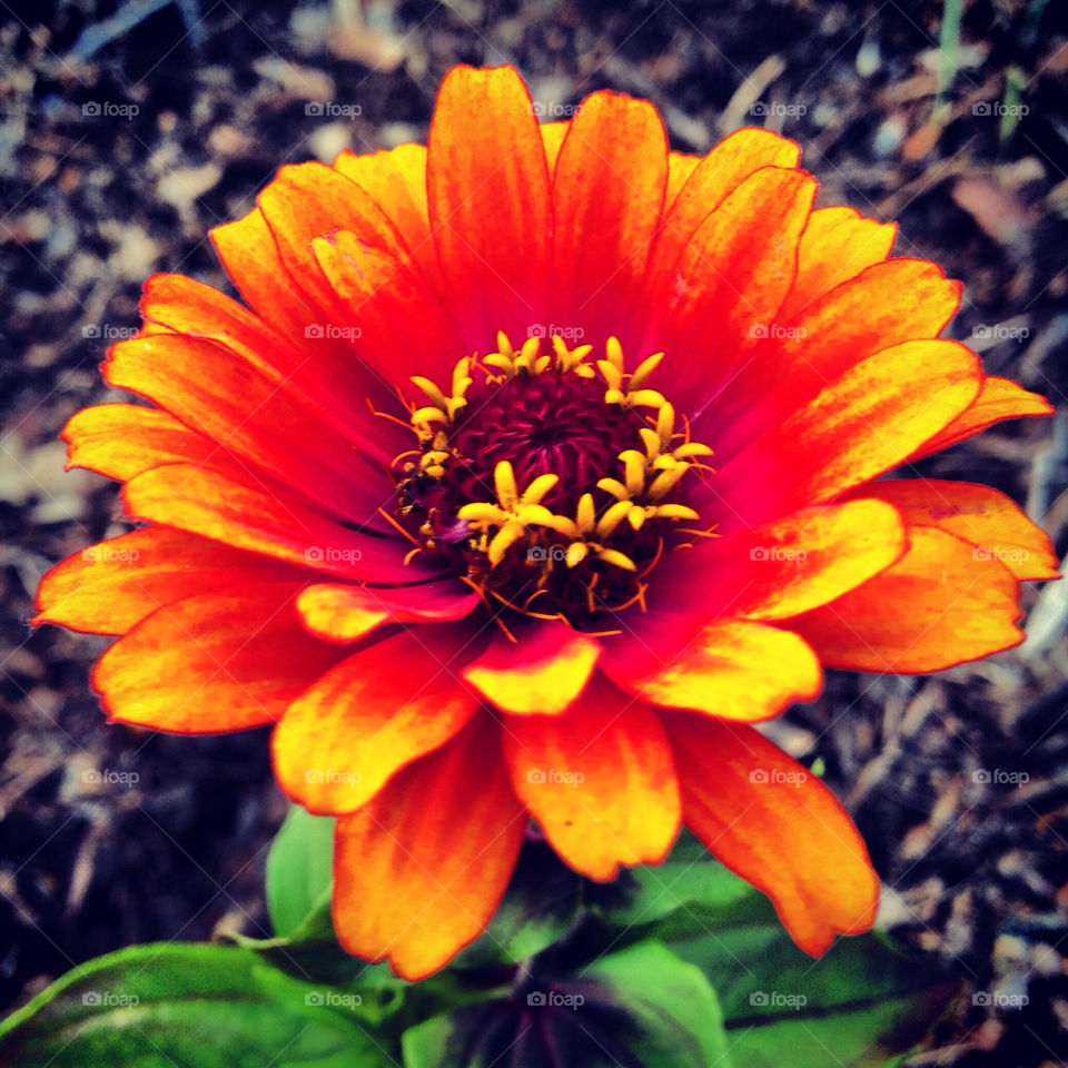 Firey flower.