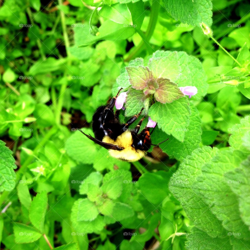 Busy bee hard at work.