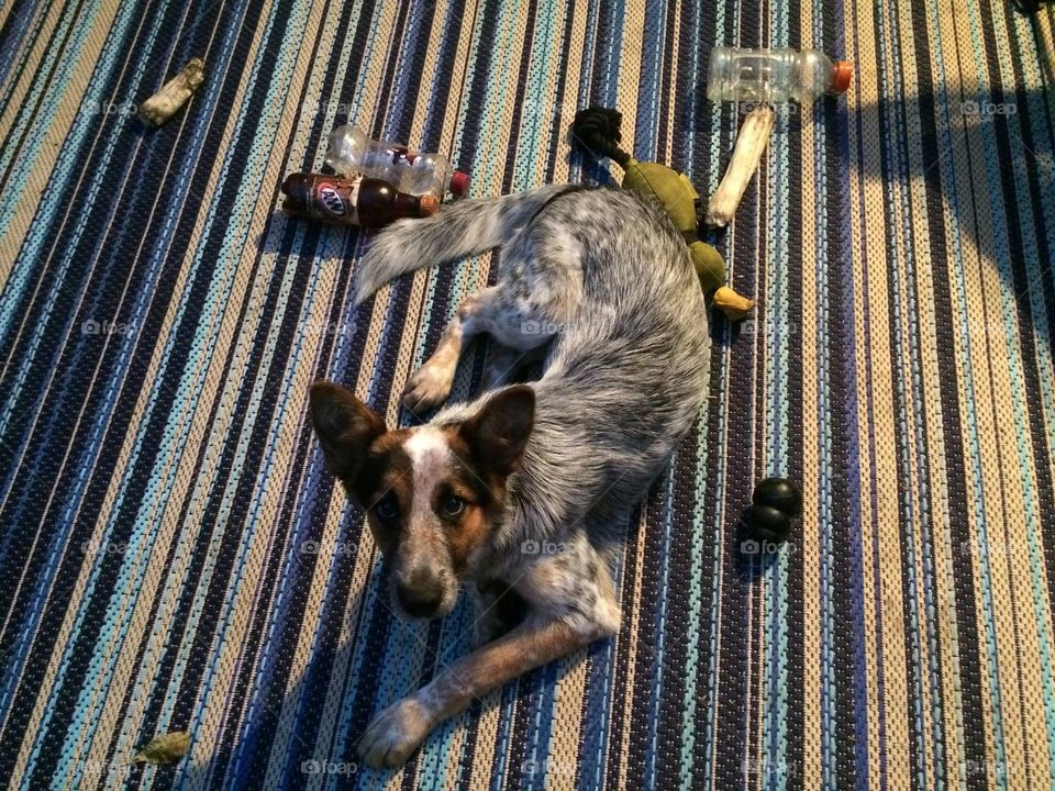 Gumbo gathers her toys at the end of a long day. 