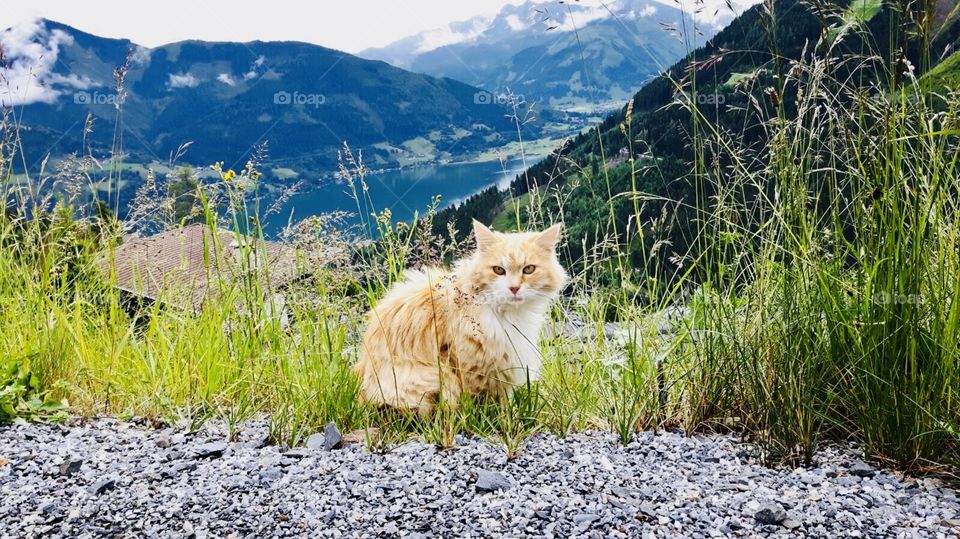 A cat sitting in grass with mountains behind 