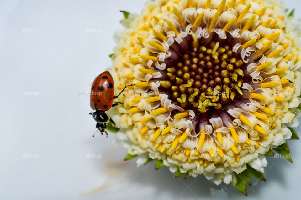 ladybug walking on minimalist white flower