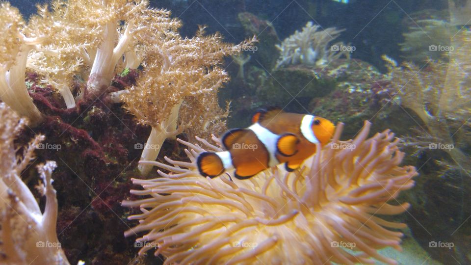 The life of a clown fish