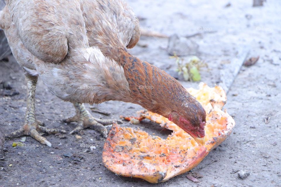 my aseel hen pet sherry eating papaya
