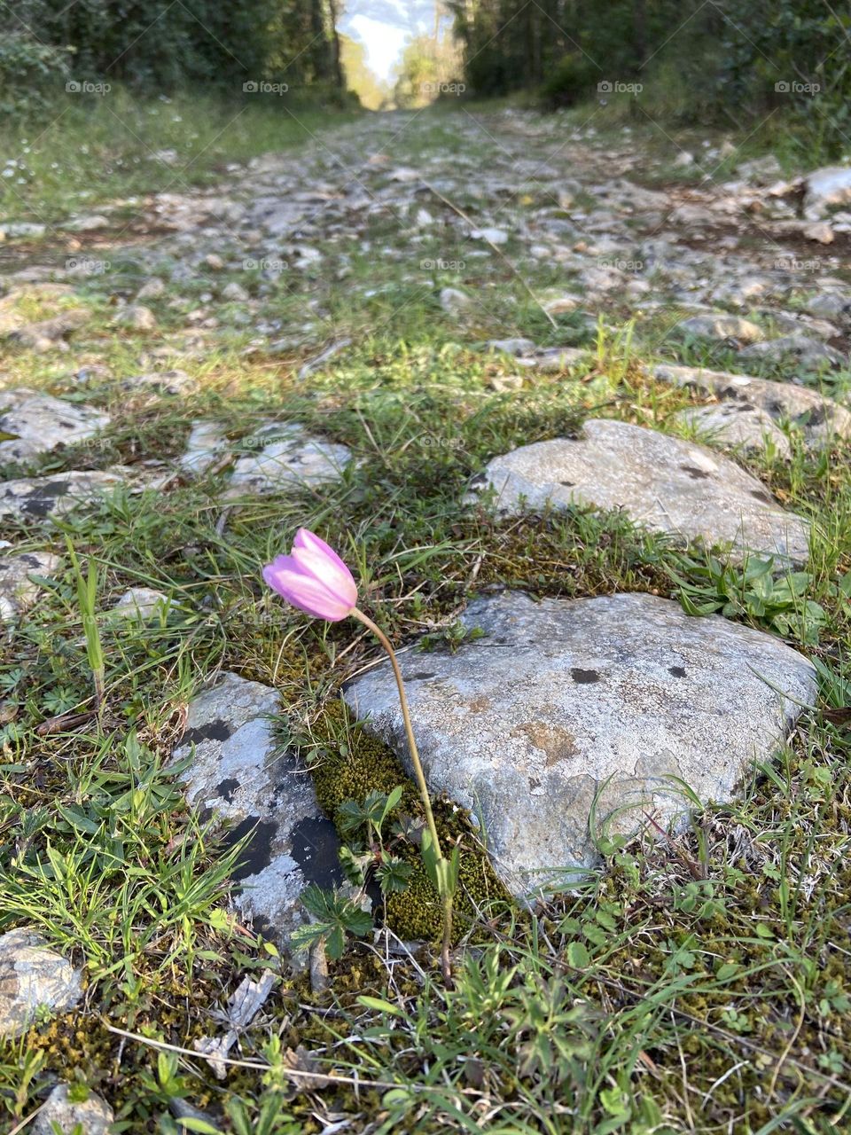 Lonely pink flower on old stone road.