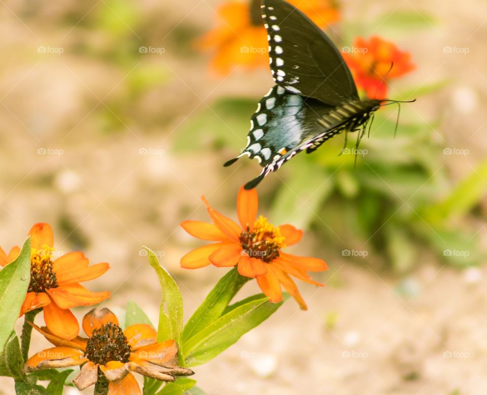 Butterfly flying away with flowers