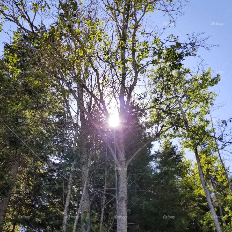 sun shining thru trees on a summer day